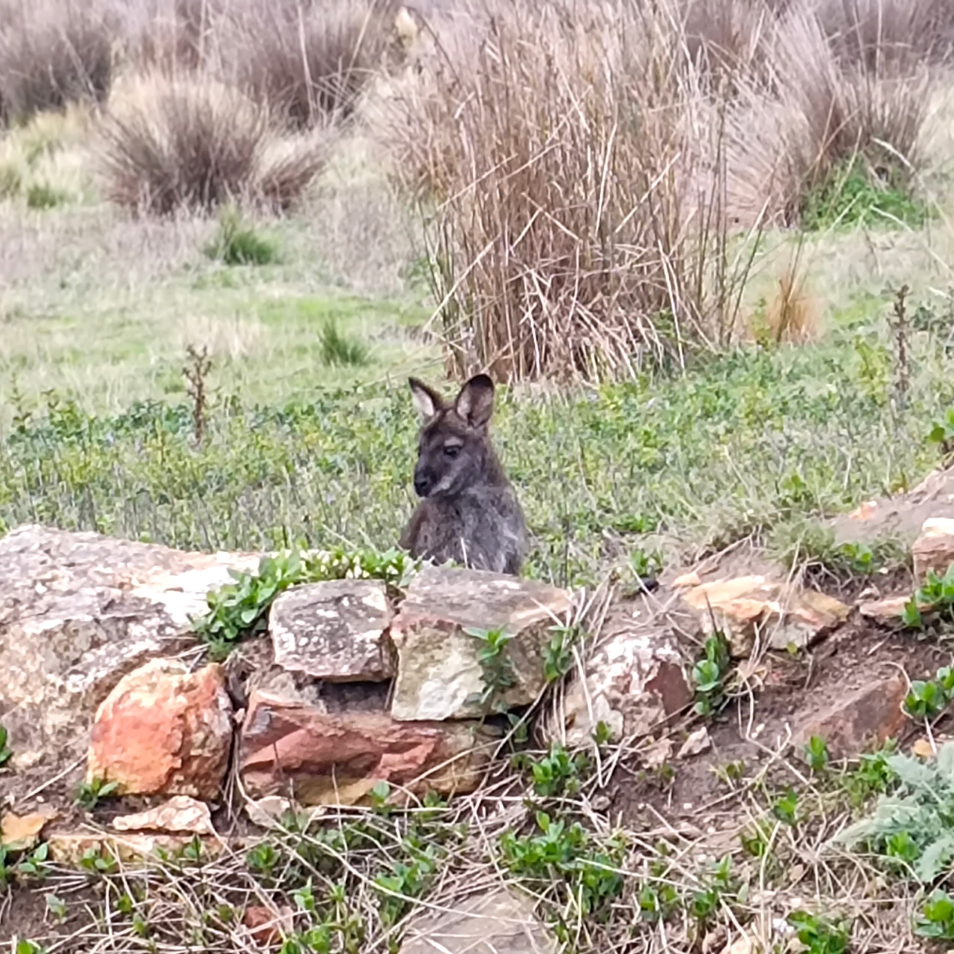 A wallaby questioning its life choices